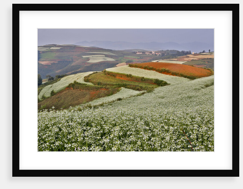 Farm land of Dongchuan Red Lands, China by Anonymous
