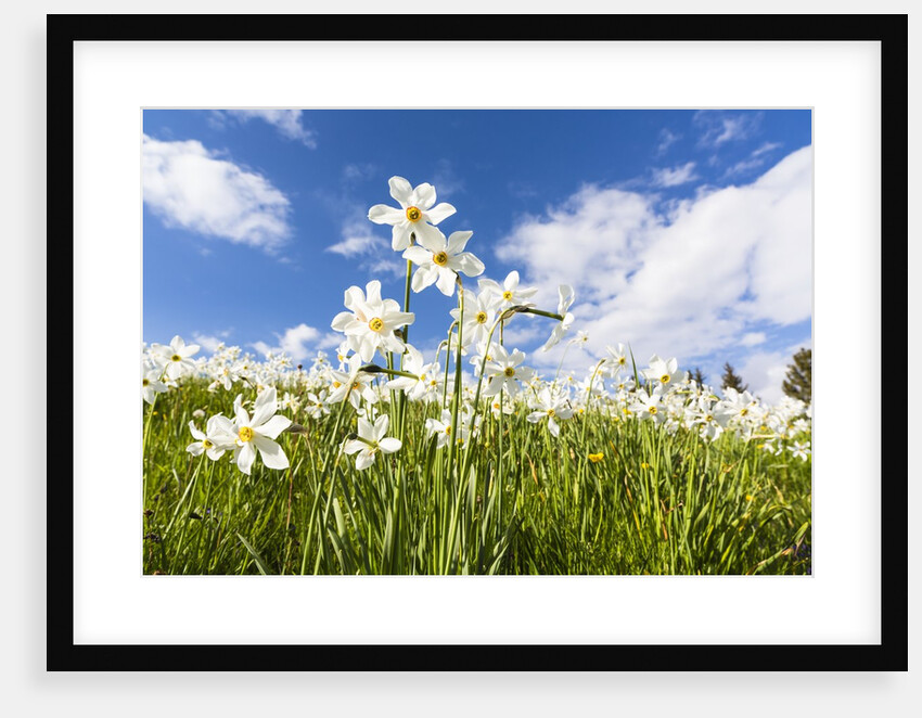 White Daffodil blooming by Anonymous