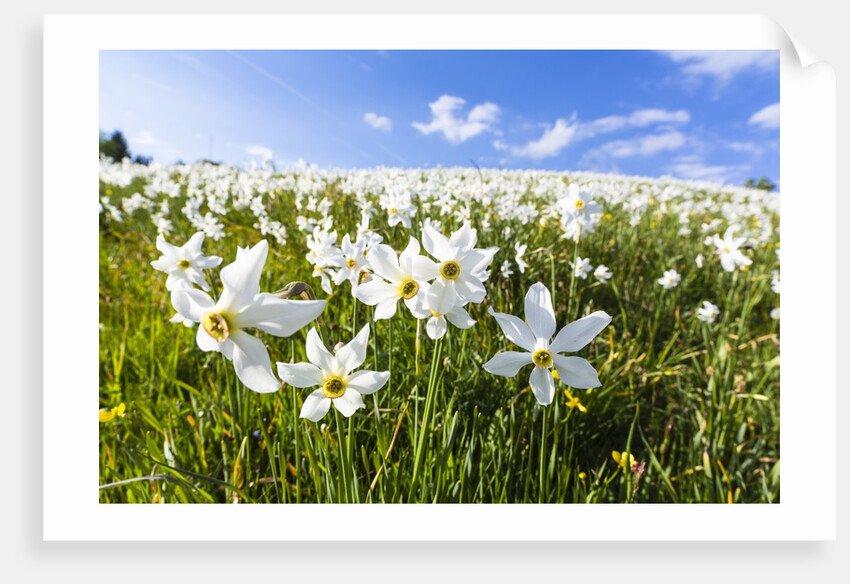 White Daffodil blooming by Anonymous