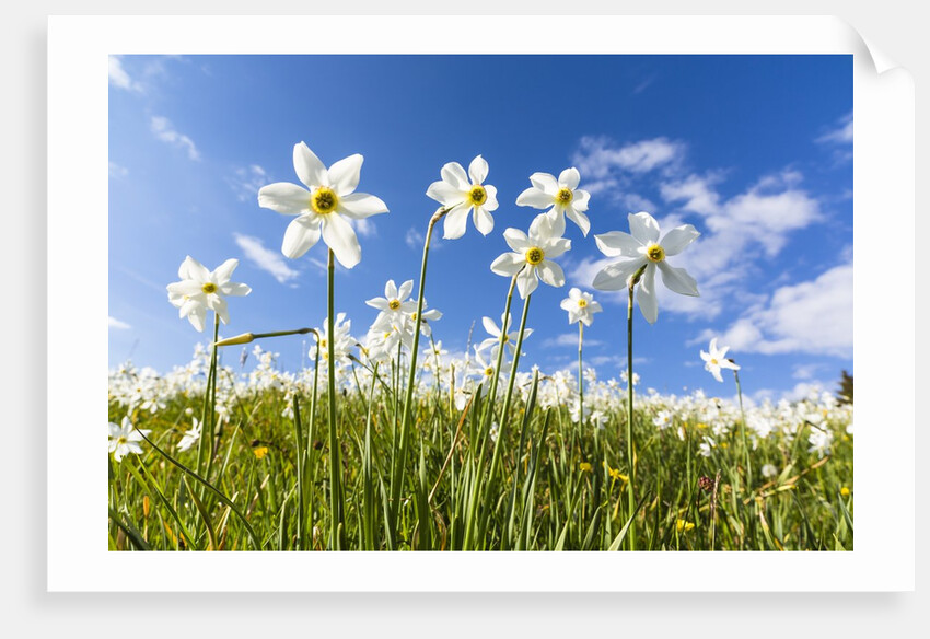 White Daffodil blooming by Anonymous