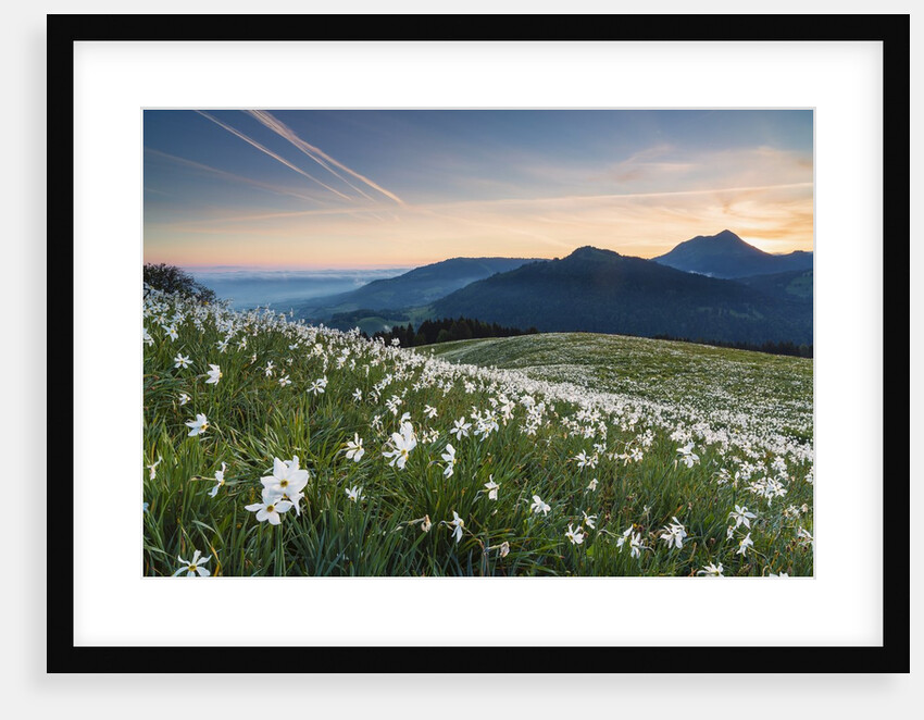 White Daffodil blooming by Anonymous