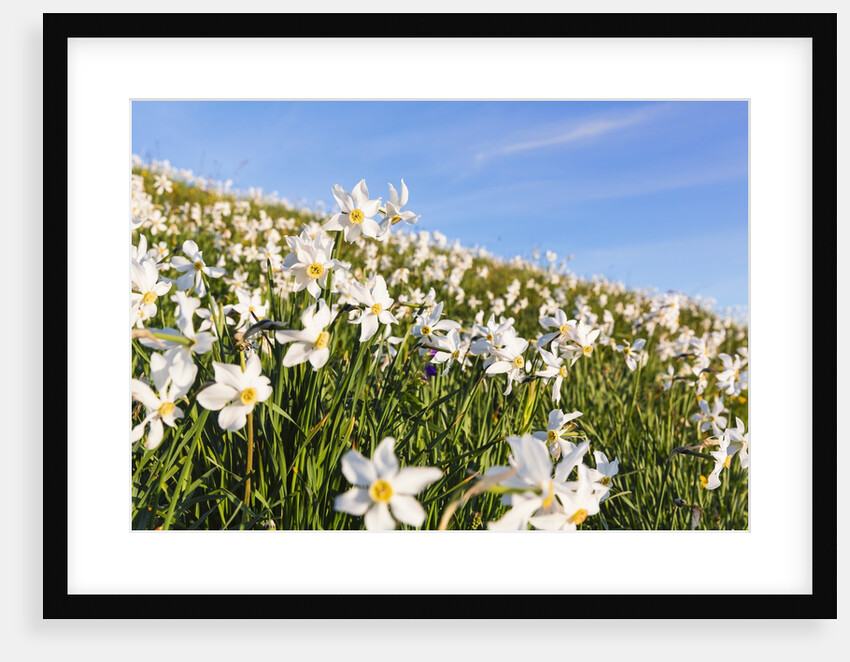 White Daffodil blooming by Anonymous