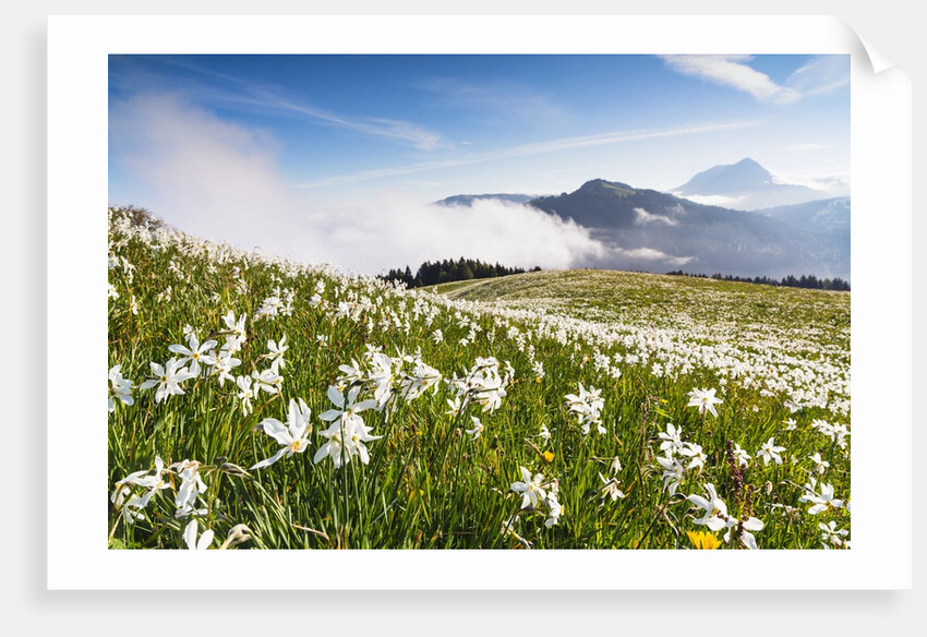White Daffodil blooming by Anonymous