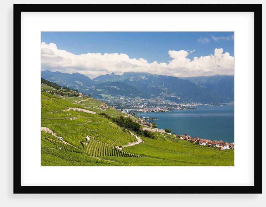 Lavaux vineyards by Anonymous
