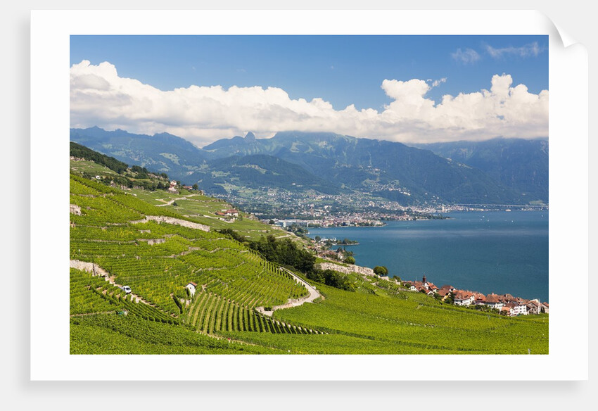 Lavaux vineyards by Anonymous