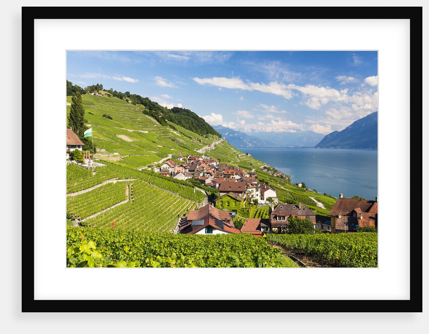 Lavaux vineyards by Anonymous
