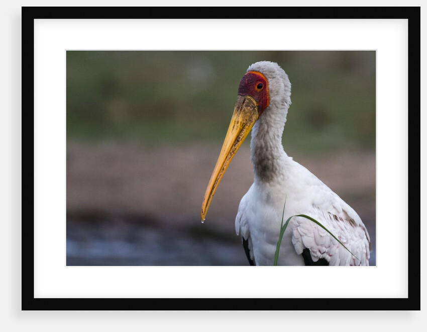 Yellow-billed stork by Anonymous