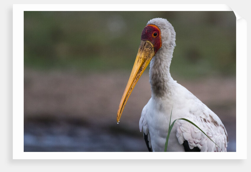 Yellow-billed stork by Anonymous