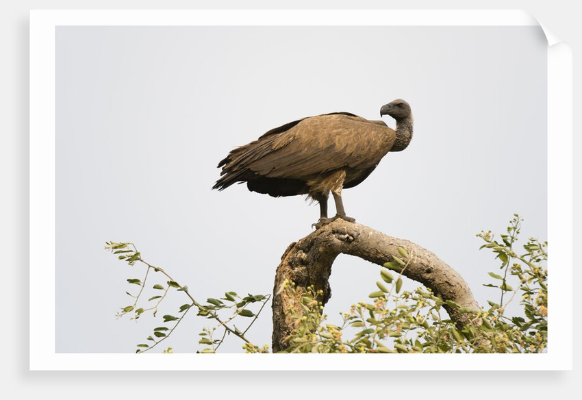 White-backed vulture perching by Anonymous