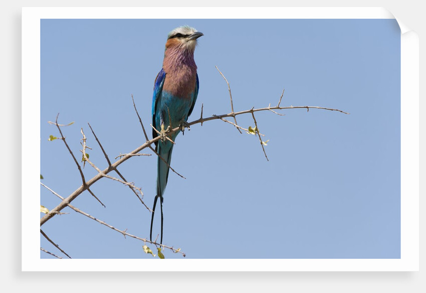 Lilac-breasted roller by Anonymous