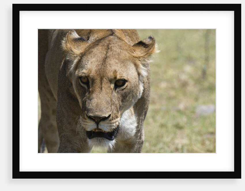 Lion by Anonymous