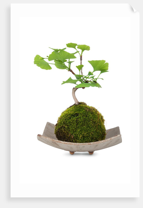bonsai by Anonymous