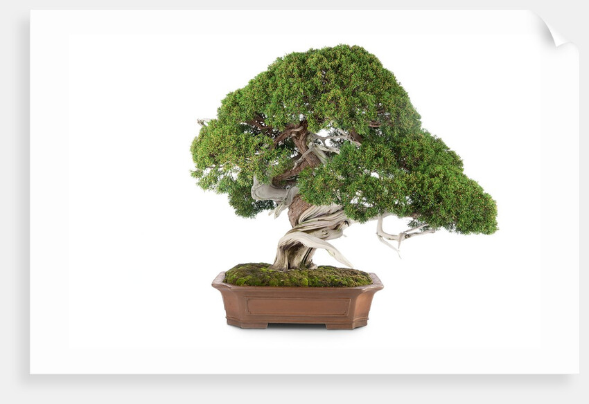 bonsai by Anonymous