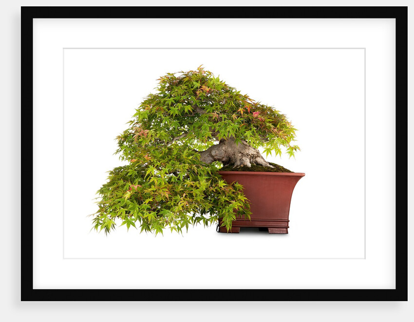 bonsai by Anonymous