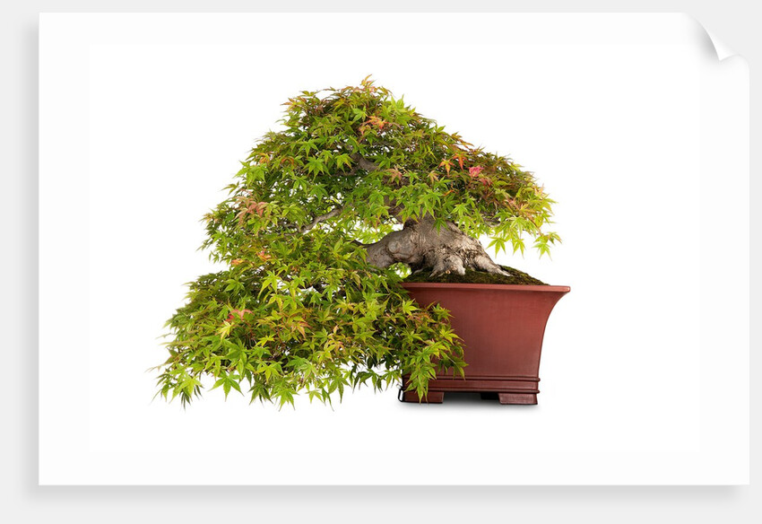 bonsai by Anonymous
