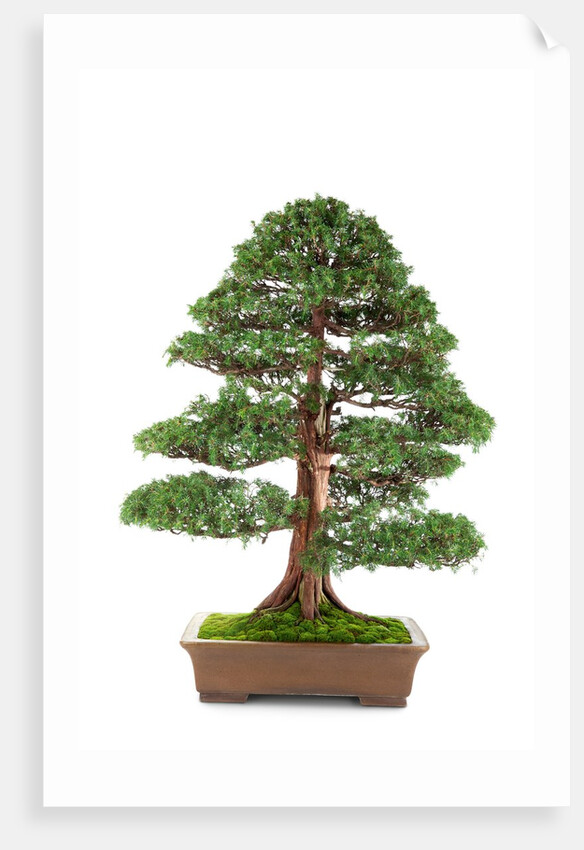 bonsai by Anonymous