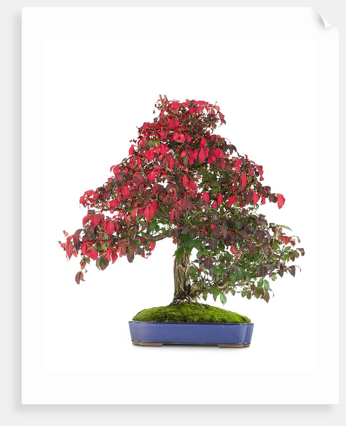 bonsai by Anonymous