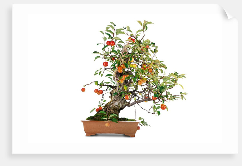 bonsai apple by Anonymous