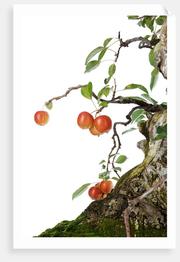 bonsai apple by Anonymous