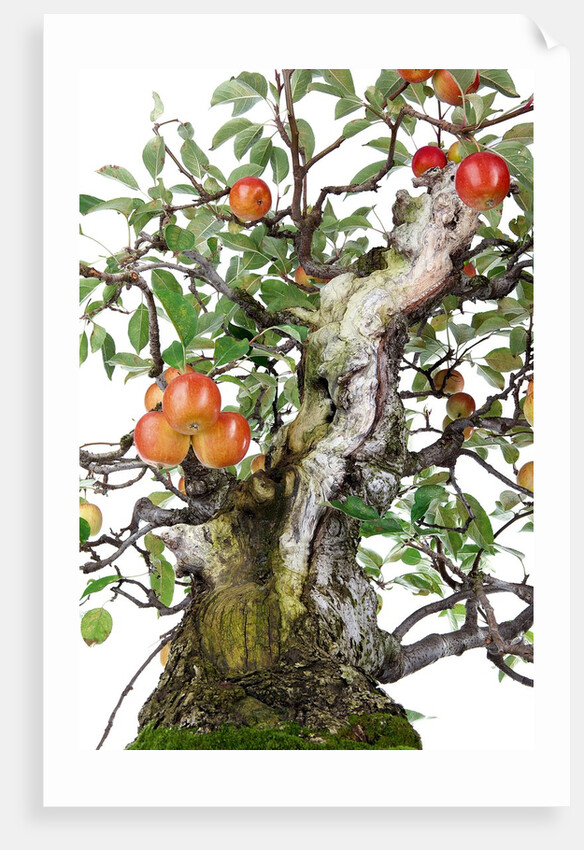 bonsai apple by Anonymous