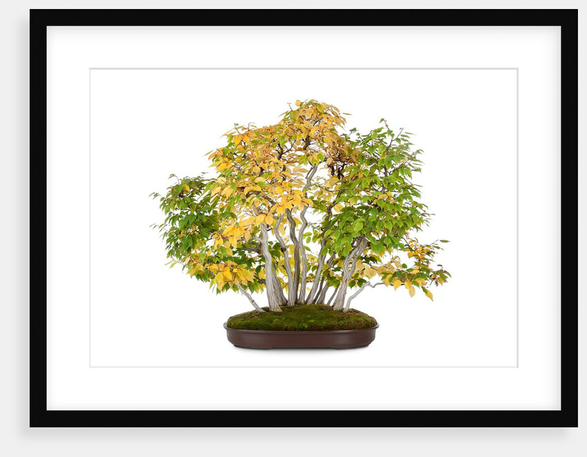 bonsai by Anonymous