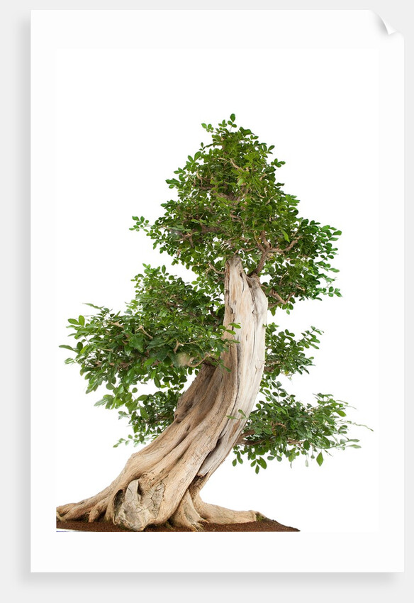 bonsai by Anonymous