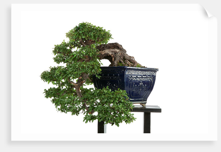 bonsai by Anonymous