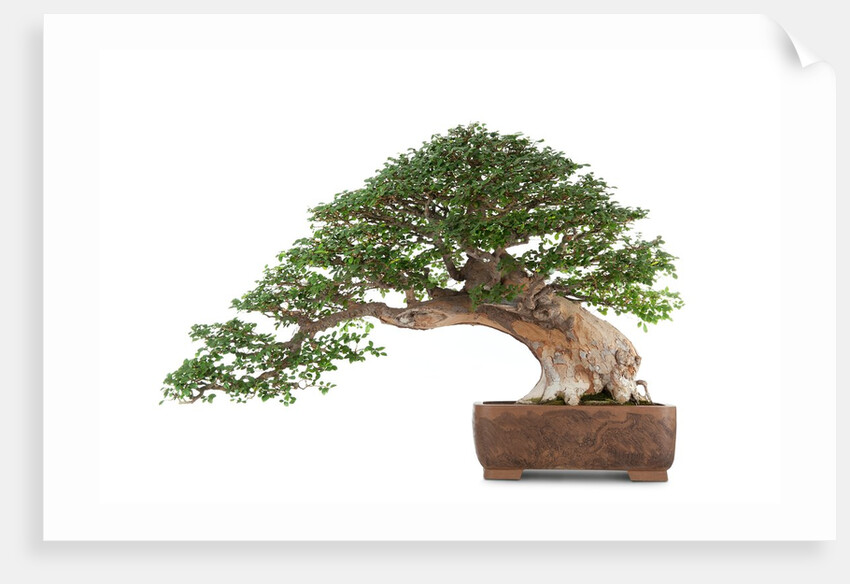 bonsai by Anonymous
