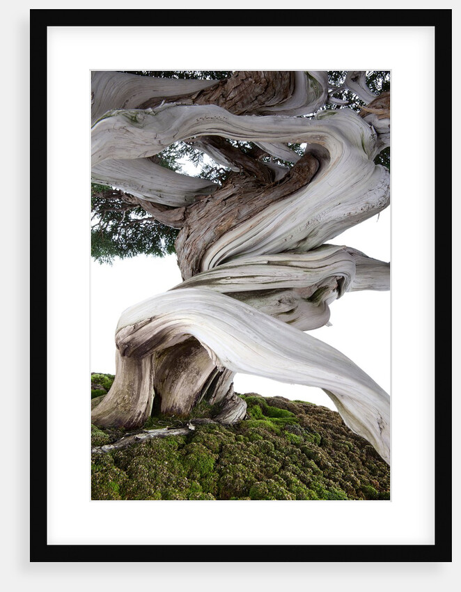 bonsai juniper by Anonymous