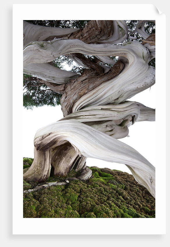 bonsai juniper by Anonymous