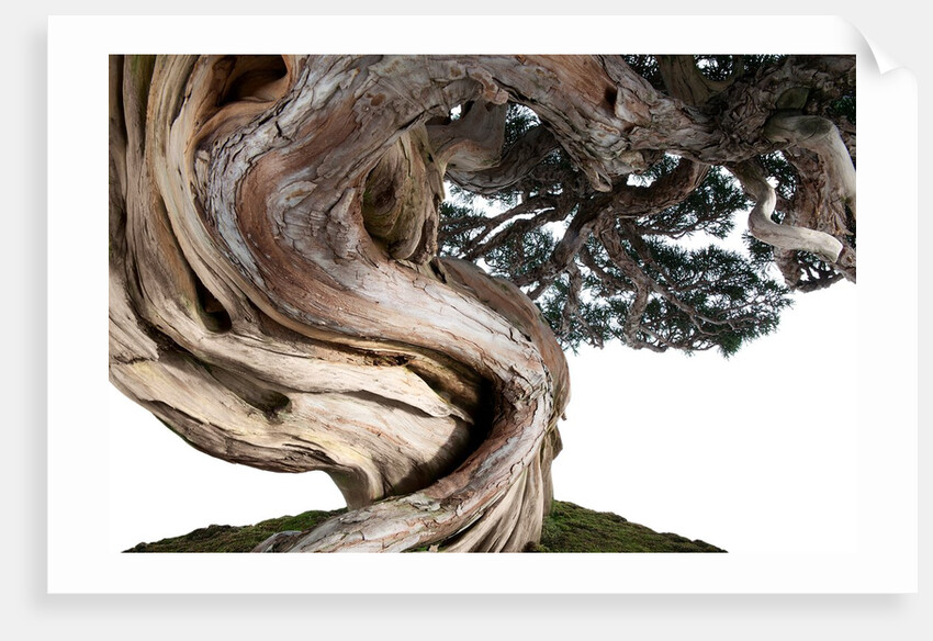 bonsai juniper by Anonymous