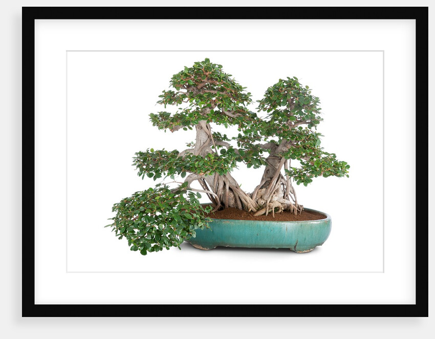 bonsai ficus by Anonymous