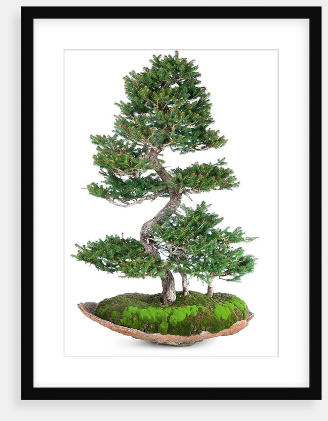 bonsai by Anonymous
