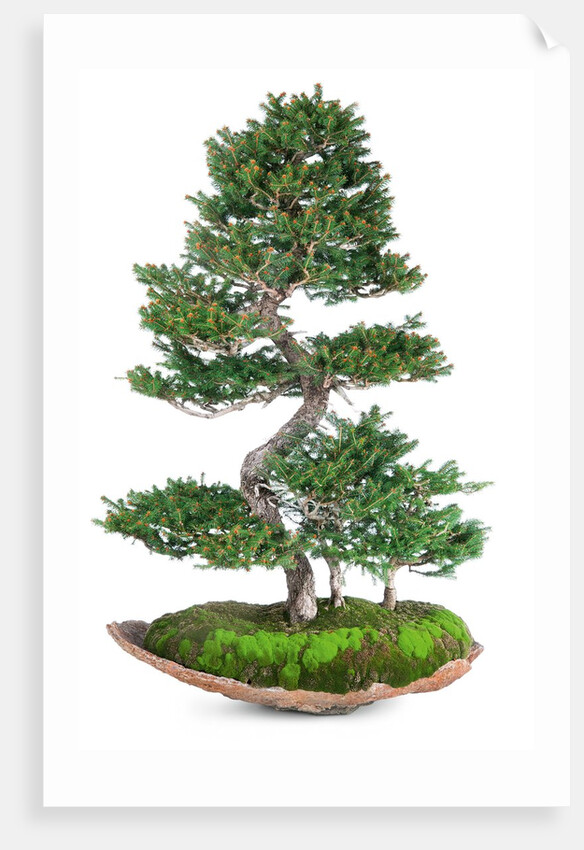 bonsai by Anonymous