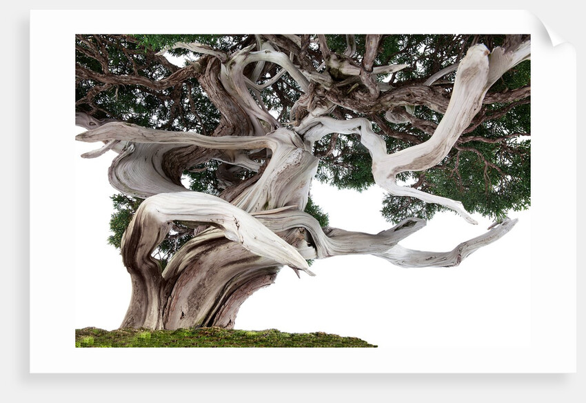 bonsai juniper by Anonymous