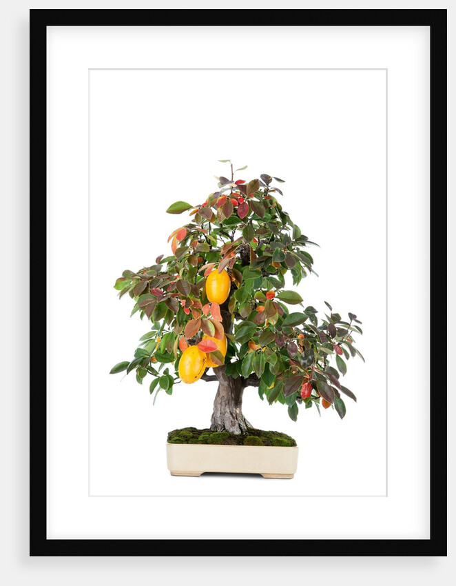 bonsai by Anonymous