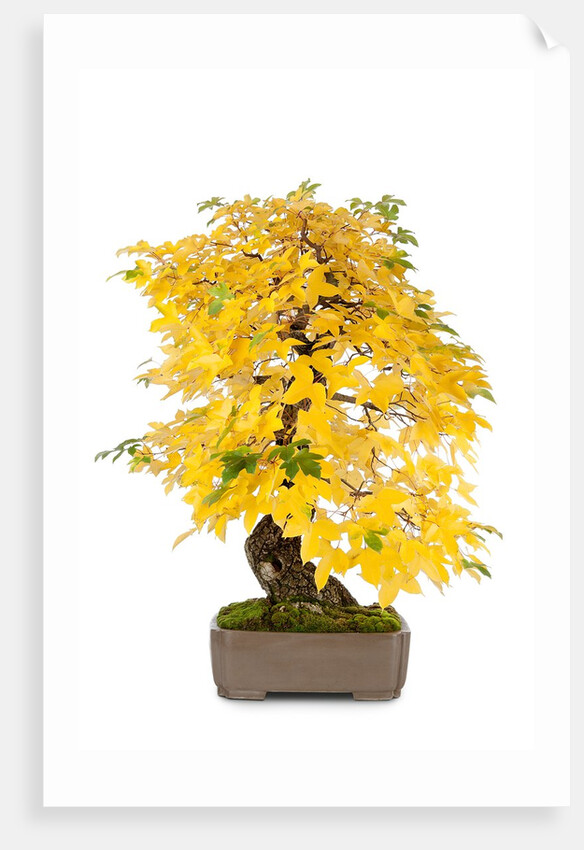 bonsai by Anonymous