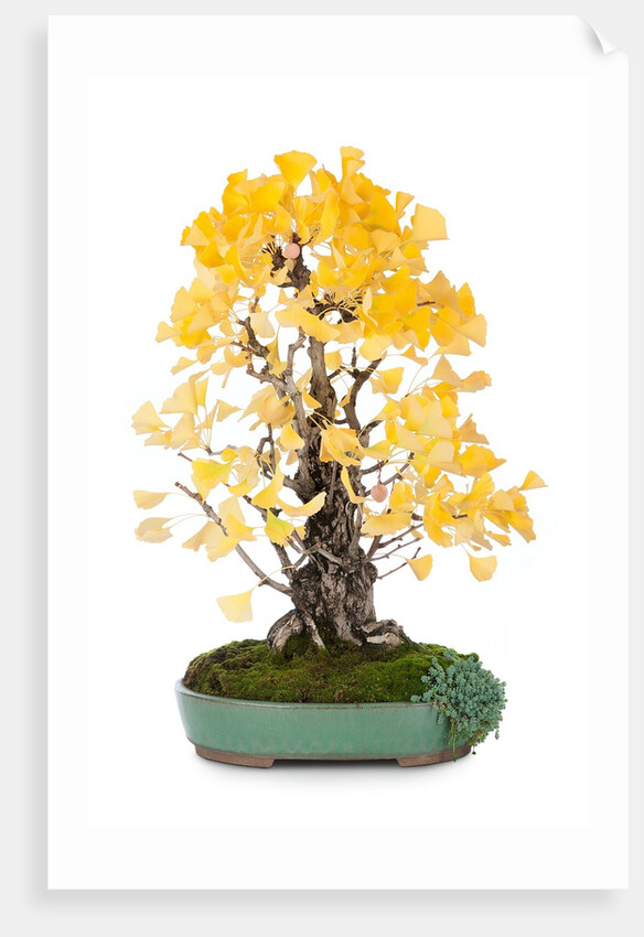 bonsai ginko biloba by Anonymous
