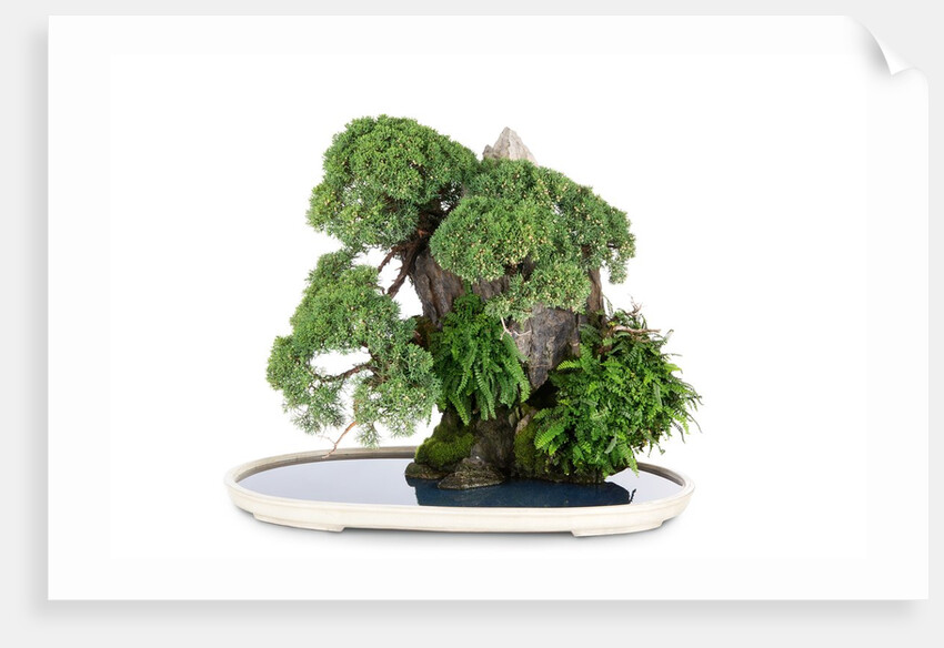 bonsai by Anonymous