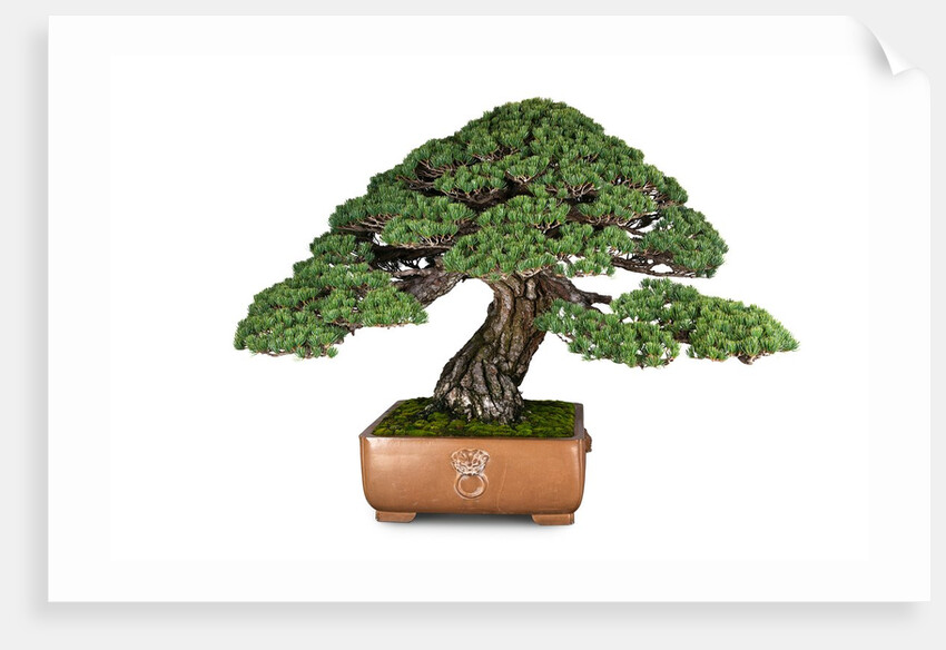 bonsai by Anonymous