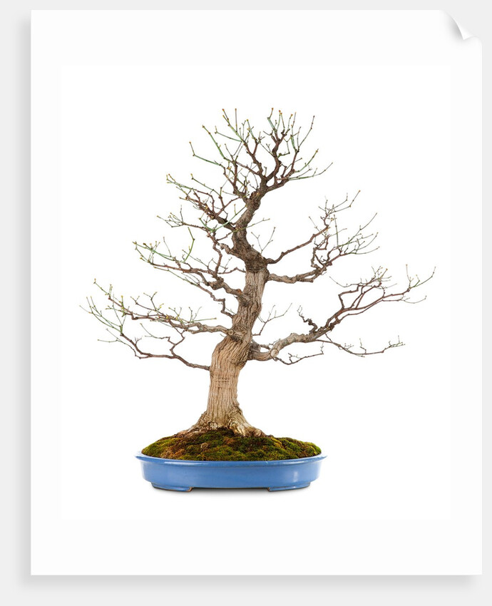 bonsai by Anonymous