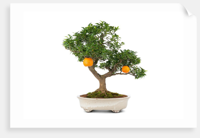 bonsai by Anonymous