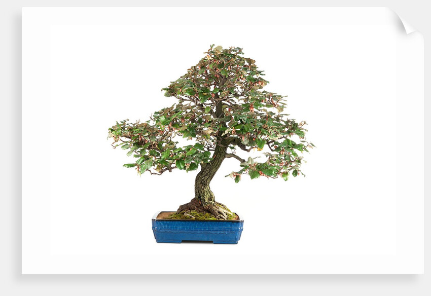 bonsai by Anonymous