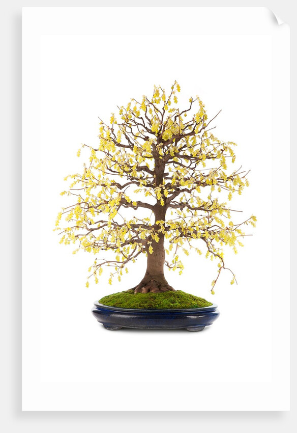 bonsai by Anonymous