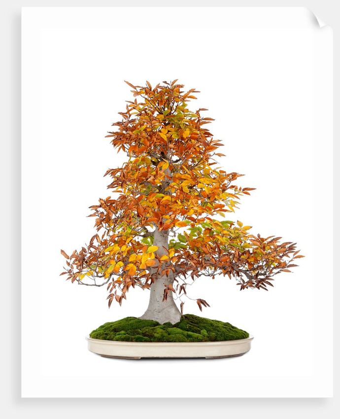 bonsai by Anonymous