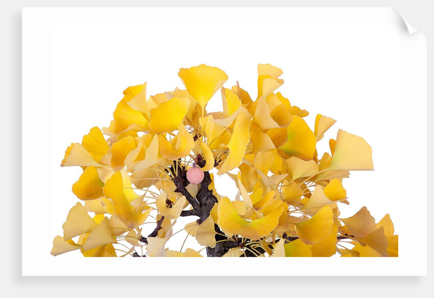bonsai ginko biloba by Anonymous