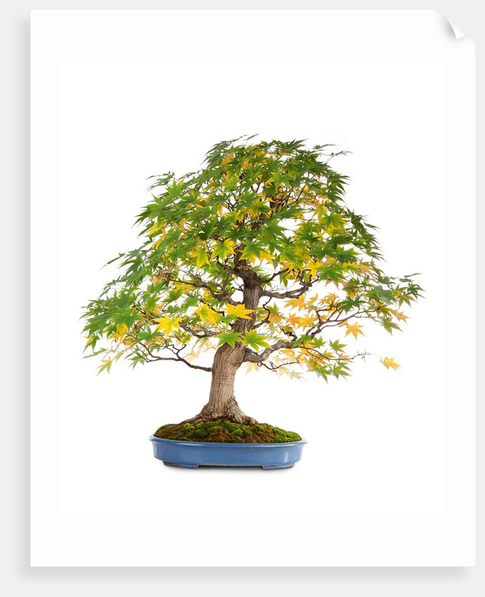 bonsai by Anonymous