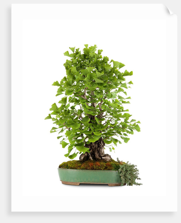 bonsai ginko biloba by Anonymous