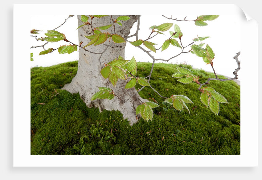 bonsai by Anonymous