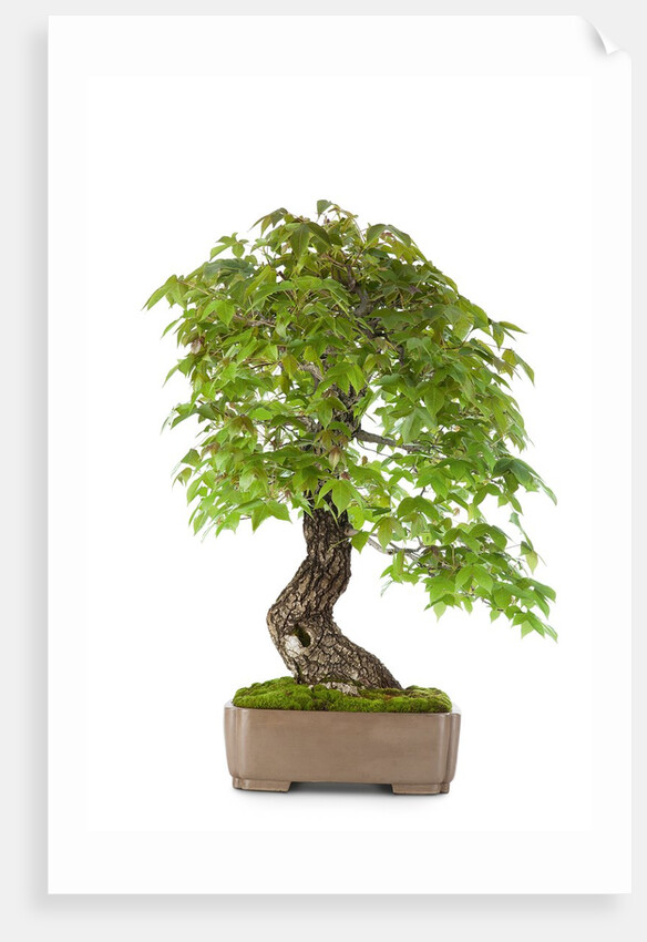 bonsai by Anonymous